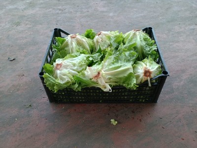 Foto Scarola Origine Italia Marchio Pallavicino          1