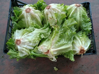 Foto Scarola Origine Italia Marchio Pallavicino          2