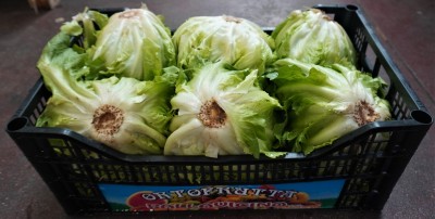 Foto Scarola Origine Italia Marchio Pallavicino 1