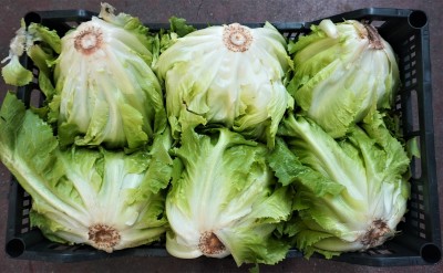 Foto Scarola Origine Italia Marchio Pallavicino 2