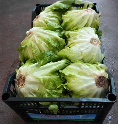 Foto Scarola Origine Italia Marchio Pallavicino 3