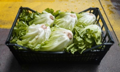 Foto Scarola Origine Italia Marchio Di Mottola 1