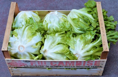 Foto Scarola Origine Italia Marchio ''Cambise'' 1