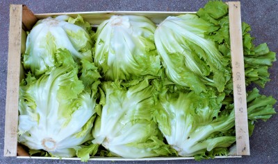 Foto Scarola Origine Italia Marchio ''Cambise'' 2