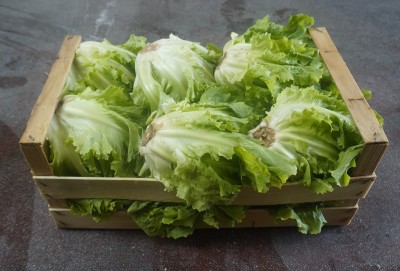 Foto Scarola Origine Italia Marchio Panella 1