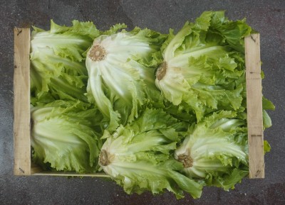 Foto Scarola Origine Italia Marchio Panella 2