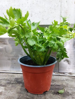 Foto Piantina di Sedano Origine Italia Marchio Agriroma    1