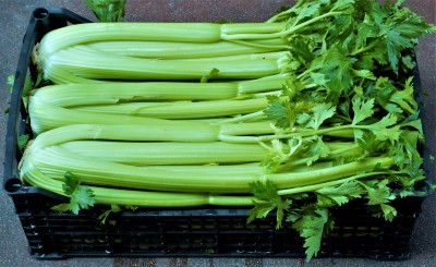 Foto Sedano Origine Italia Confezione Plastica  1