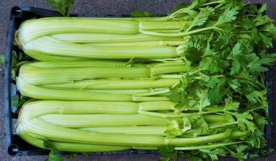 Foto Sedano Origine Italia Confezione Plastica  2