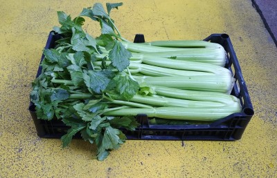 Foto Sedano Origine Italia Marchio Angelo 1