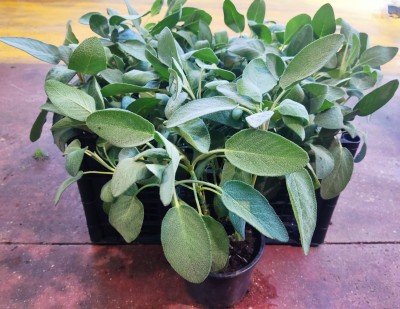 Foto Cassa da 6 Piante di Salvia  Ordinabili anche Singolarmente Origine Italia 1