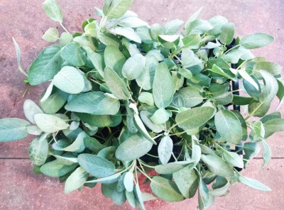 Foto Cassa da 6 Piante di Salvia  Ordinabili anche Singolarmente Origine Italia 2