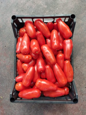 Foto San Marzano Rosso Origine Italia Marchio Pallavicino 3