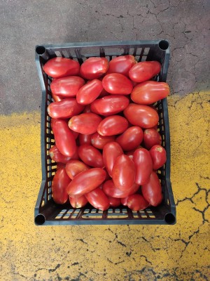 Foto Pomodoro San Marzano Origine Italia Marchio Capobianco 2