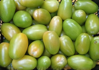 Foto Nerina Origine Italia Marchio Agriroma 2