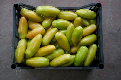 Foto San Marzano Verde Origine Italia Marchio Pallavicino 3
