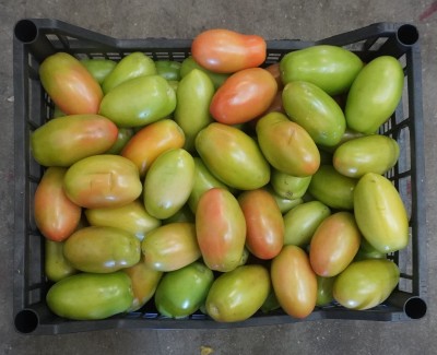 Foto San Marzano  Verde Origine Italia Marchio ''Pallavicino'' 3