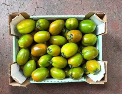 Foto Nerina Lavorazione In Cartone Origine Italia Marchio Amodio  3