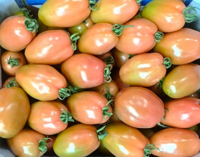 Foto Nerina Origine Italia Marchio Quinci  2