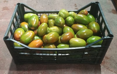 Foto Pomodori Nerina Lavorazione In Plastica  Origine Italia   Marchio Fresh 1