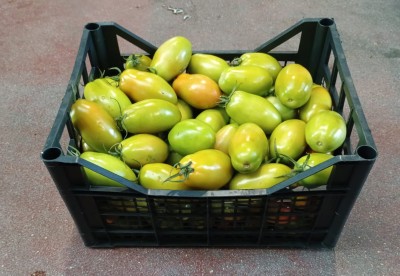 Foto Pomodoro Nerina Origine Italia Marchio Boscarino  1