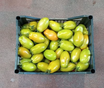 Foto Pomodoro Nerina Origine Italia Marchio Boscarino  3