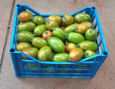 Foto Nerina Origine Italia Marchio Iozzia 1