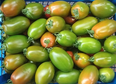 Foto Nerina Origine Italia Marchio Iozzia 2