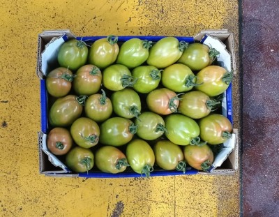 Foto Pomodoro Nerina Origine Italia Marchio M Tre  3