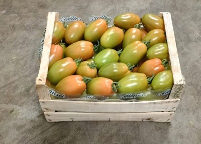 Foto Pomodoro Nerina Origine Italia Marchio Alesci 1