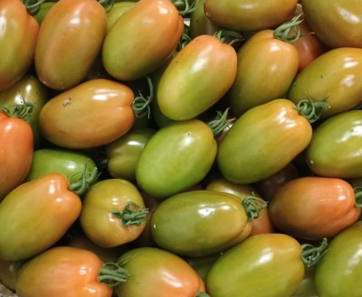 Foto Pomodoro Nerina Origine Italia Marchio Alesci 2