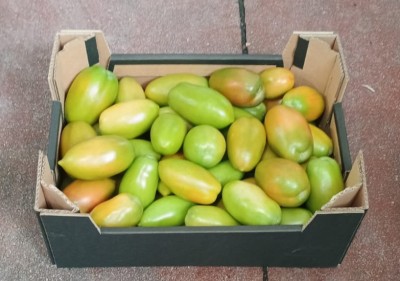Foto Nerina Origine Italia Marchio Colle D'Oro 1