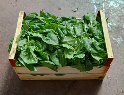 Foto Spinaci Origine Italia Marchio Pallotta     1