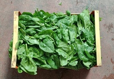 Foto Spinaci Origine Italia Marchio Pallotta     3