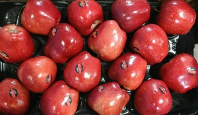 Foto Mele Stark Varietà Red Delicious Calibro 16 Origine Italia Marchio Rivoira 2
