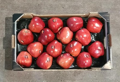 Foto Mele Stark Varietà Red Delicious Calibro 16 Origine Italia Marchio Rivoira 3
