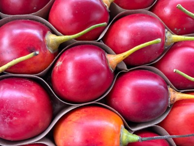 Foto Tamarindo Origine Colombia Marchio Mc Garlet        2