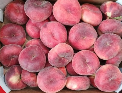 Foto Tabacchiere Varietà Bsbylone Calibro AAA Origine Spagna Marchio La Coma  2