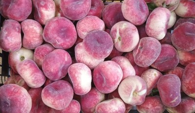 Foto Tabacchiere Varietà Paraguayo Origine Spagna Marchio Alfonsea Hnos  2