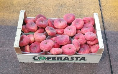 Foto Tabacchiere Varietà Ufo Origine Italia Marchio Coferasta  1