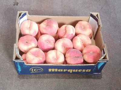 Foto Tabacchiere Varietà Pasta Bianca Calibro 80/90 Origine Spagna Marchio Marquesa  1