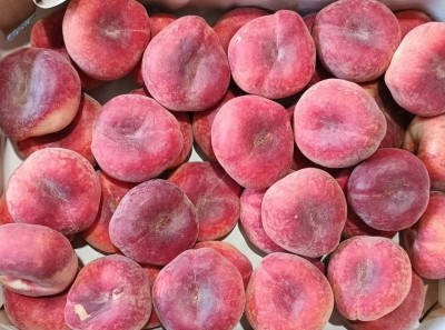 Foto Tabacchiere Varietà Samanta Calibro AA Origine Spagna Marchio Casas Royes  2