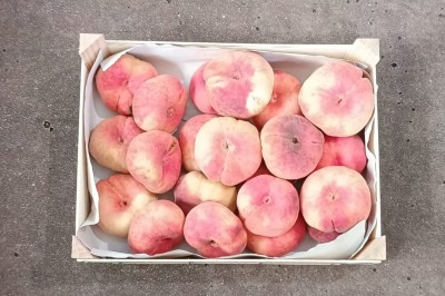 Foto Tabacchiere Varietà Sweet Cup Calibro 4A Origine Spagna Marchio Casas Royes 3