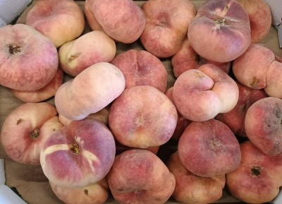 Foto Tabacchiere Varietà Sweet Cup Calibro AAA Origine Spagna Marchio Honesta  2