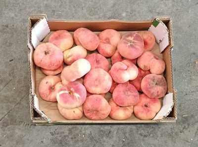 Foto Tabacchiere Varietà Sweet Cup Calibro AAA Origine Spagna Marchio Honesta  3