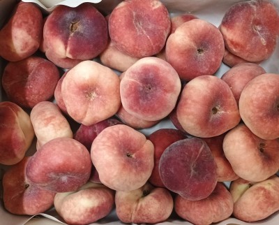 Foto Tabacchiere Varietà Platibelle Calibro AA Origine Spagna Marchio  Huerta  2