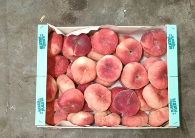 Foto Tabacchiere Varietà Platibelle Calibro AA Origine Spagna Marchio  Huerta  3