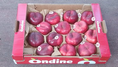 Foto Tabacchiere Varietà Pasta Bianca Calibro AA Origine Italia Marchio Ondine  1