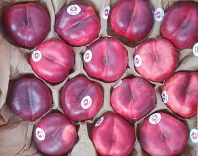 Foto Tabacchiere Varietà Pasta Bianca Calibro AA Origine Italia Marchio Ondine  2