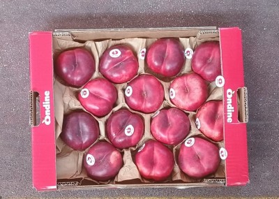 Foto Tabacchiere Varietà Pasta Bianca Calibro AA Origine Italia Marchio Ondine  3